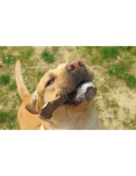 LEOPET VIKING CORNA DI CERVO VARIE MISURE PER CANI