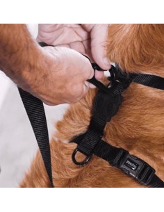 ZEEDOG PETTORINA AD H TAROT CANE  2