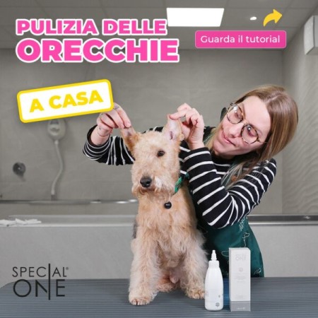 Aqua Oto - Acqua Line