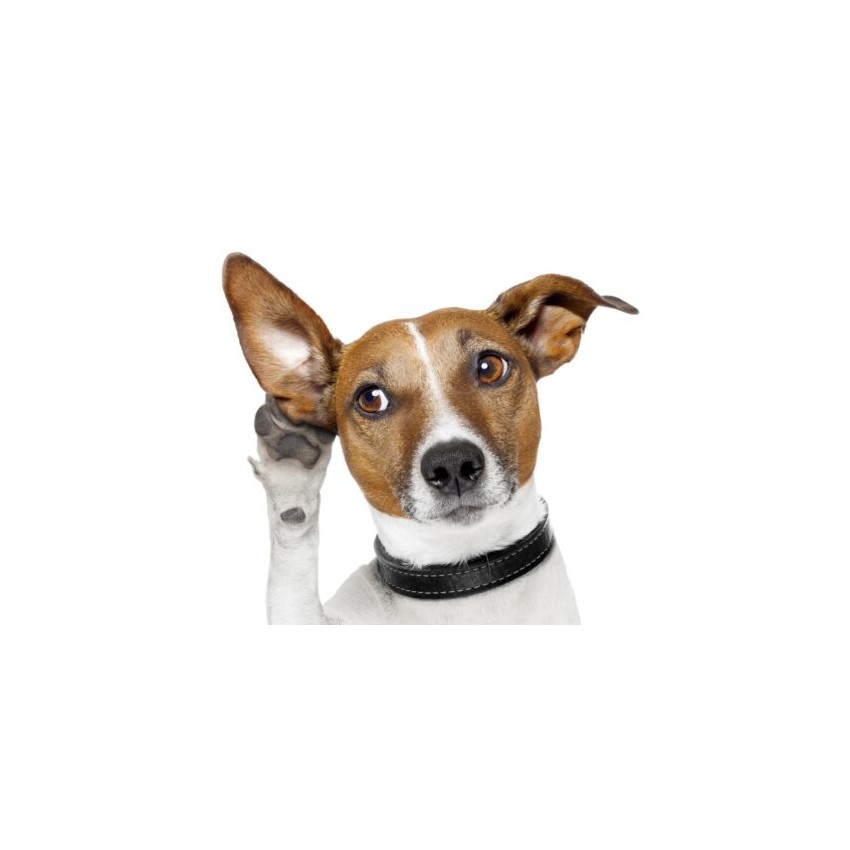 Aqua Oto - Acqua Line