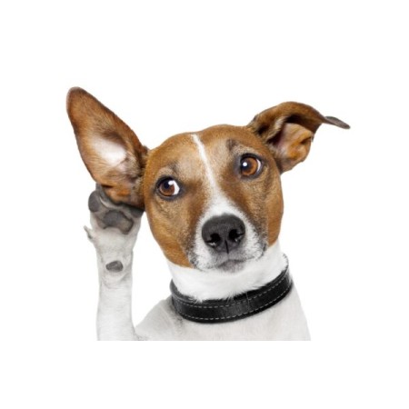 Aqua Oto - Acqua Line